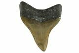 Serrated, Fossil Megalodon Tooth - North Carolina #308581-1